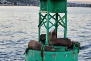 San Diego: Esperienza di navigazione diurna e al tramonto nella baia di San Diego