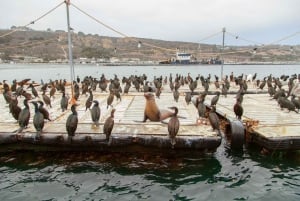San Diego: SEAL City Tour by Amphibious Bus