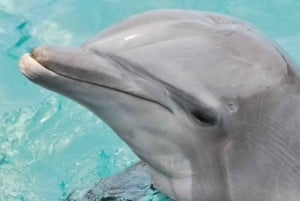 San Diego: SeaWorld Biljett som låter dig hoppa över kön Park Admission