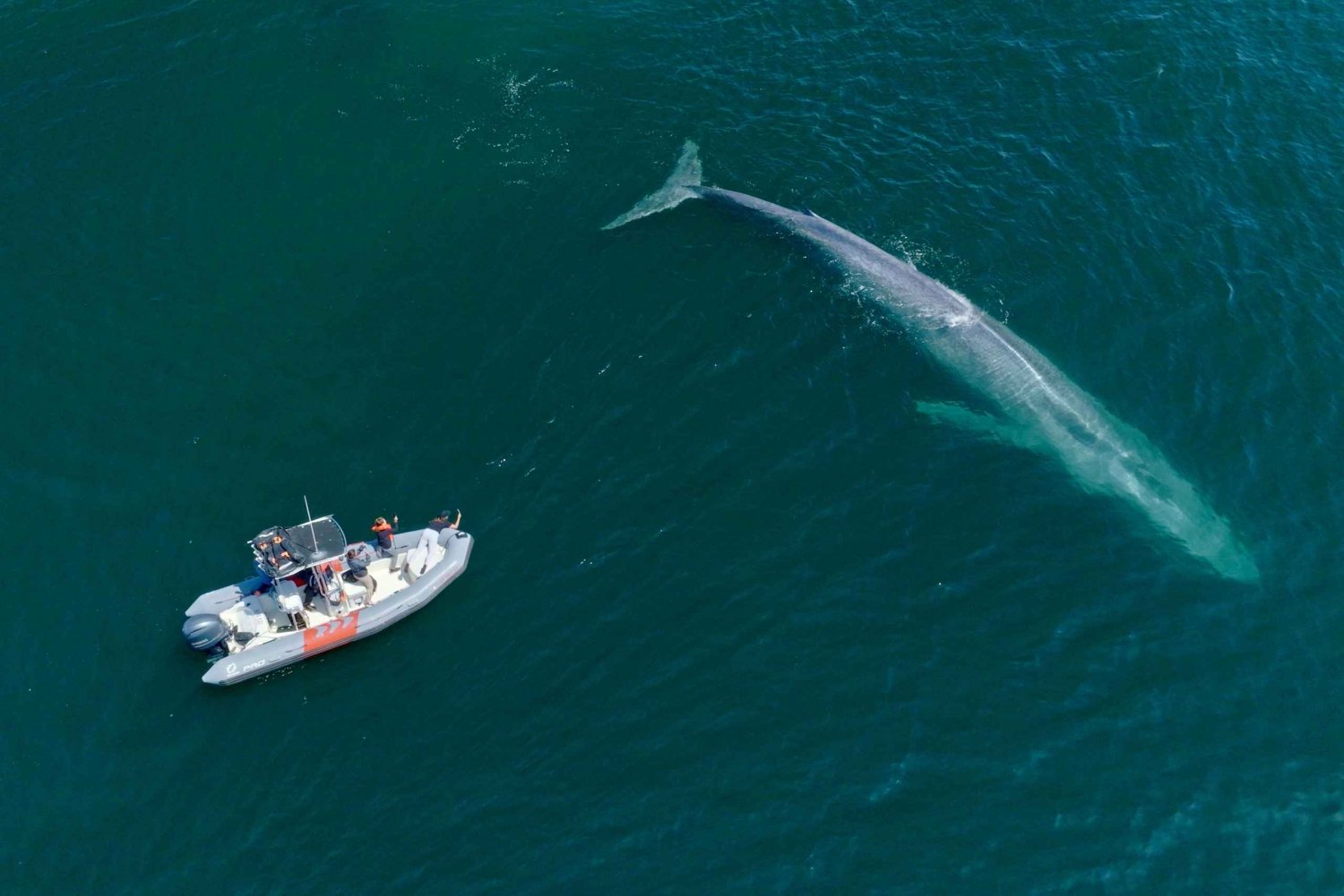 San Diego: Passeio de lancha para observação de baleias e golfinhos