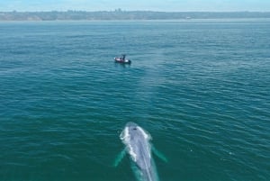 San Diego: Whale and Dolphin Watching Speedboat Tour