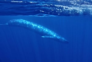 San Diego: Whale and Dolphin Watching Speedboat Tour