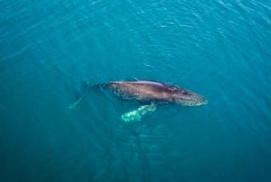 San Diego: Whale and Dolphin Watching Speedboat Tour