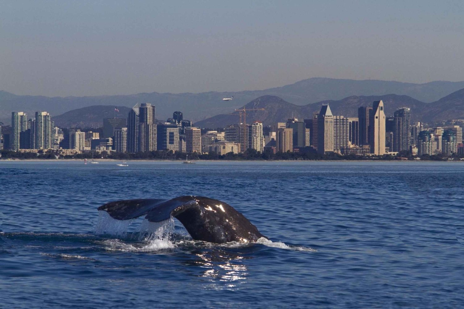 San Diego : croisière d'observation des baleines sur le yacht America
