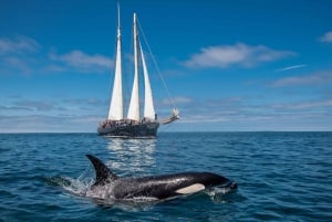 San Diego: Whale Watching Cruise on the Yacht America