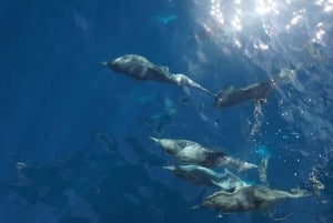 San Diego: Whale Watching Cruise on the Yacht America