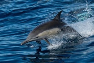 San Diego: Whale Watching Cruise