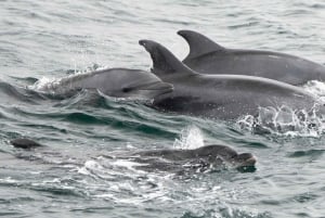 San Diego: Whale Watching Cruise