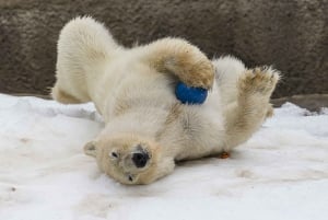 San Diego Zoo Admission Ticket