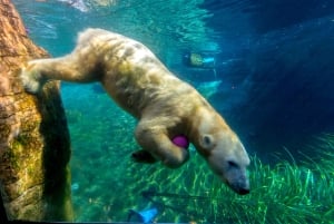 San Diego Zoo Admission Ticket