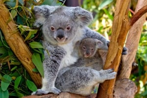 San Diego Zoo Admission Ticket