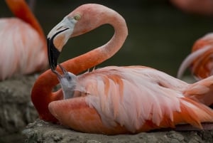 San Diego Zoo Admission Ticket