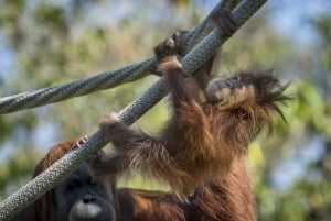 San Diego Zoo Admission Ticket