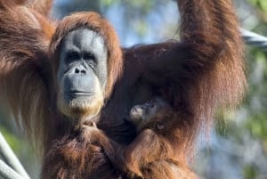 San Diego Zoo Admission Ticket