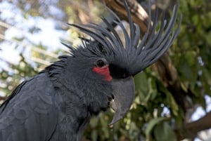 San Diego Zoo Admission Ticket