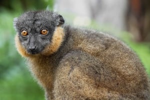 San Diego Zoo Admission Ticket