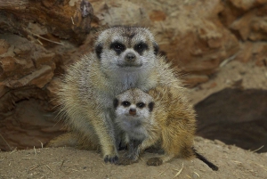 San Diego Zoo Admission Ticket