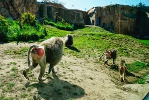 San Diego Zoo Admission Ticket