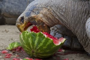 San Diego Zoo Admission Ticket