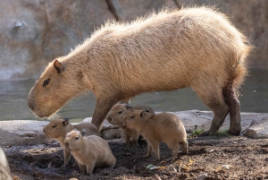 San Diego Zoo Admission Ticket