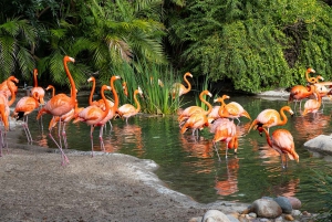 San Diego Zoo Admission Ticket