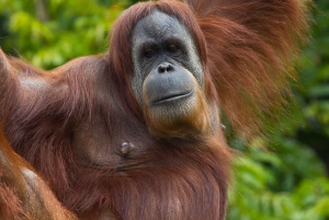 San Diego Zoo Admission Ticket