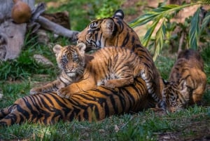 San Diego Zoo och Safari Park 2-dagars inträdesbiljett