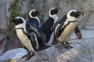 San Diego Zoo och Safari Park 2-dagars inträdesbiljett