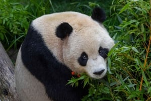 San Diego Zoo och Safari Park 2-dagars inträdesbiljett
