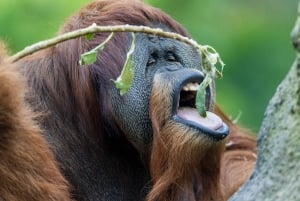 San Diego Zoo och Safari Park 2-dagars inträdesbiljett
