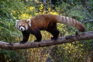 San Diego Zoo och Safari Park 2-dagars inträdesbiljett