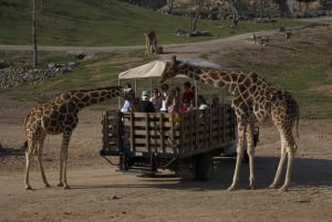 San Diego Zoo och Safari Park 2-dagars inträdesbiljett