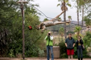 San Diego Zoo och Safari Park 2-dagars inträdesbiljett