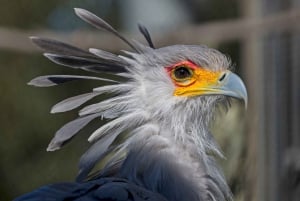 San Diego Zoo och Safari Park 2-dagars inträdesbiljett