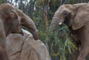 San Diego Zoo och Safari Park 2-dagars inträdesbiljett