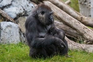 San Diego Zoo och Safari Park 2-dagars inträdesbiljett