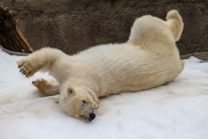 San Diego Zoo och Safari Park 2-dagars inträdesbiljett
