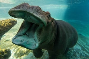 San Diego Zoo och Safari Park 2-dagars inträdesbiljett