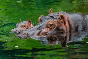 San Diego Zoo och Safari Park 2-dagars inträdesbiljett