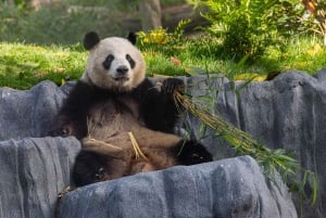 San Diego Zoo och Safari Park 2-dagars inträdesbiljett