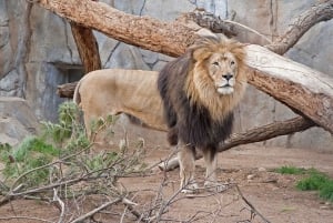 San Diego Zoo och Safari Park 2-dagars inträdesbiljett