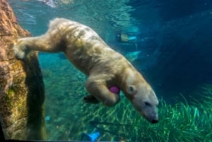 San Diego Zoo och Safari Park 2-dagars inträdesbiljett