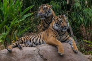 San Diego Zoo och Safari Park 2-dagars inträdesbiljett
