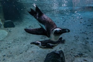 San Diego Zoo och Safari Park 2-dagars inträdesbiljett