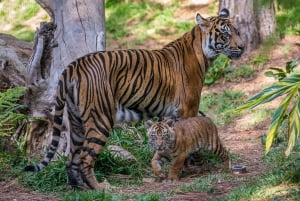 San Diego Zoo och Safari Park 2-dagars inträdesbiljett
