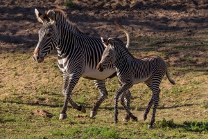San Diego Zoo och Safari Park 2-dagars inträdesbiljett