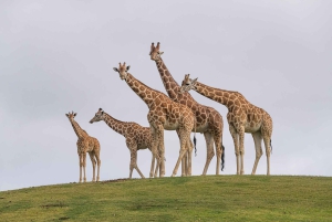 Ticket de acceso de 2 días al Zoo y Safari Park de San Diego