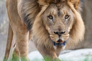 Ticket de acceso de 2 días al Zoo y Safari Park de San Diego