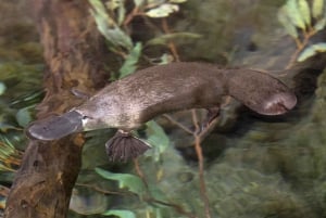 Ticket de acceso de 2 días al Zoo y Safari Park de San Diego