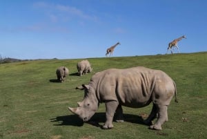 Ticket de acceso de 2 días al Zoo y Safari Park de San Diego